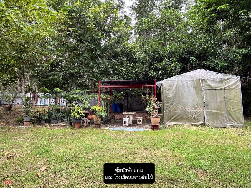 ขายที่ดินพร้อมบ้านและสวนผลไม้ 12