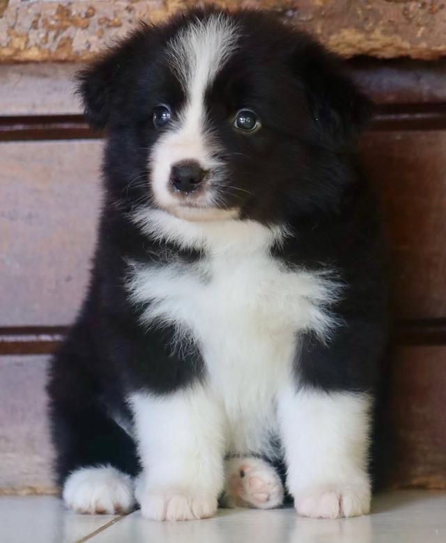 ขายลูกสุนัขพันธุ์ Border Collie อายุ 2 เดือน