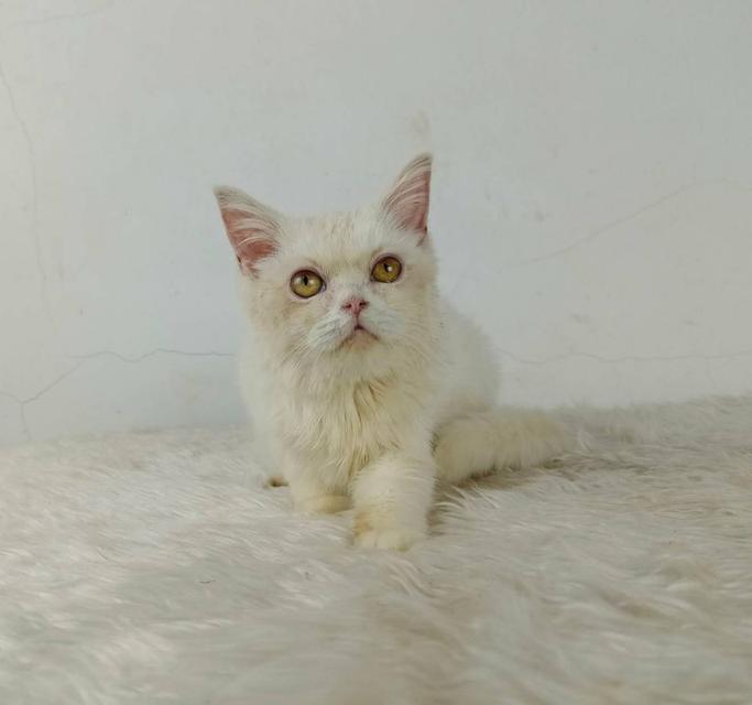 6.แมวมันช์กิ้นขายาว เพศผู้ Munchkin Cat long legs Male