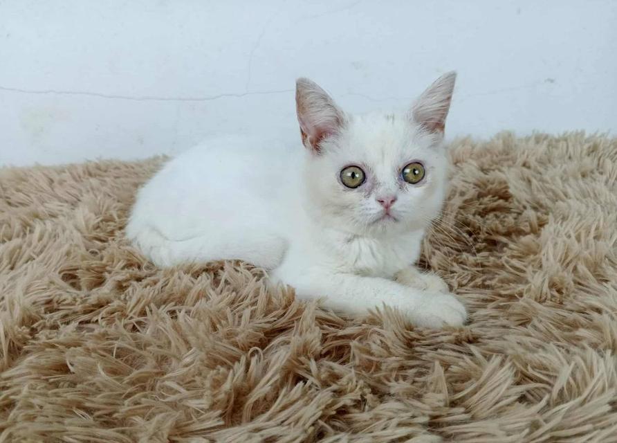 6.แมวมันช์กิ้นขายาว/เพศผู้ Munchkin Cat long legs/Male 7
