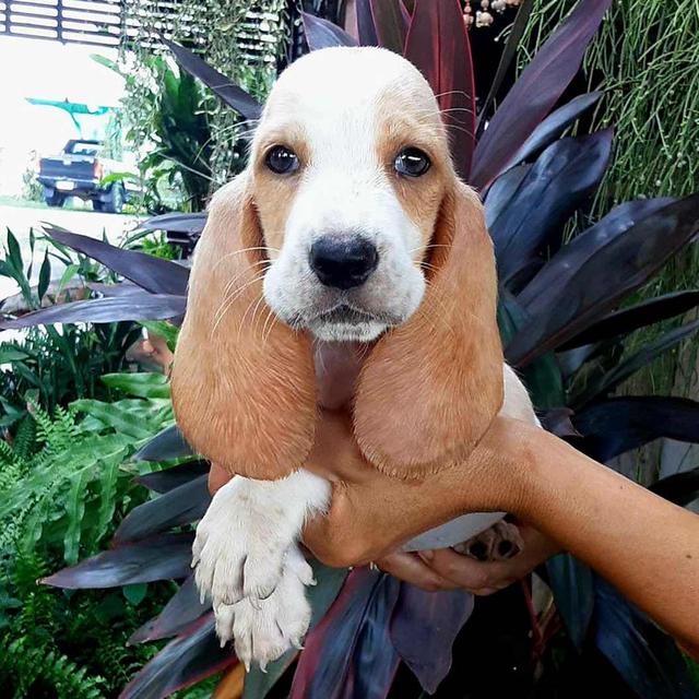 ลูกสุนัขบาสเซ็ตฮาวด์ รูปที่ 2