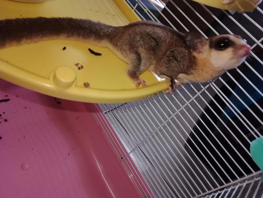 Sugar Glider อายุ 8 เดือน ราคาดีมาก 2