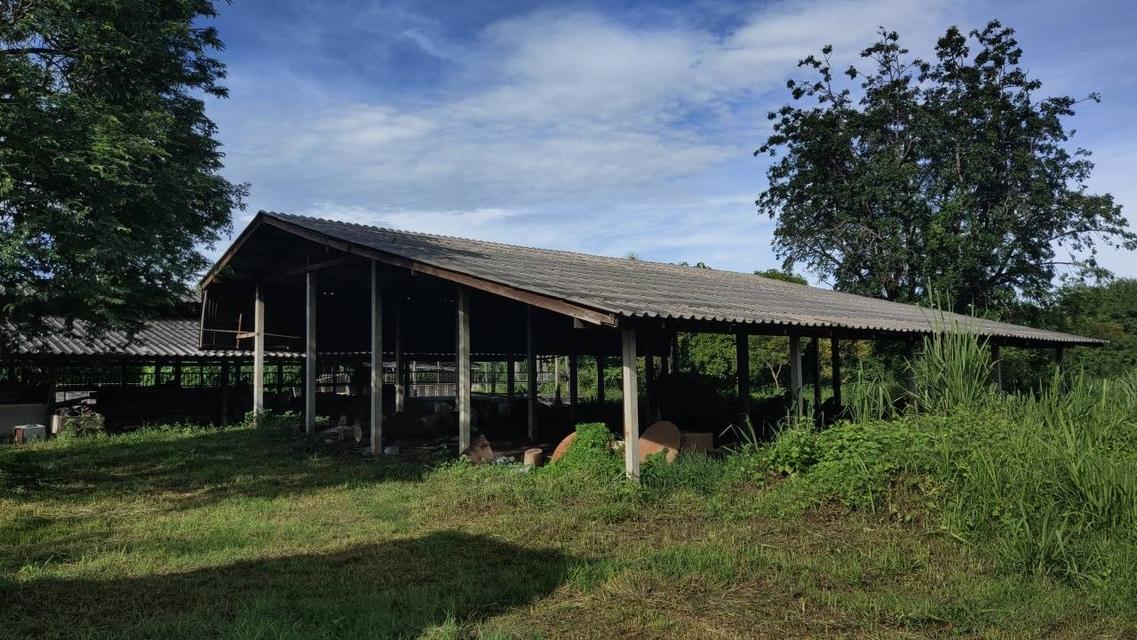 🌳 [ขายด่วน/急售] ที่ดินทองคำ บ้านโป่ง ราชบุรี (550K/ไร่) ติดถนนลาดยาง 3 ด้าน | น้ำไม่ท่วม 100% | เหมาะทำเกษตร โรงงาน และ Wellness Center 15