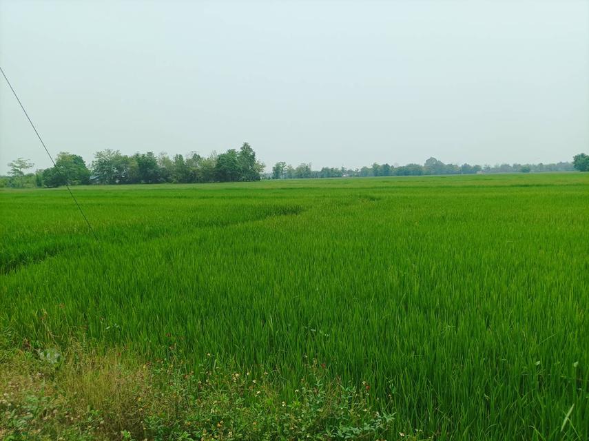 ขายที่ดิน ราคา8,000บาท/ตร.ว. ต.สง่าบ้าน อ.ดอยสะเก็ด จ.เชียงใหม่ 7