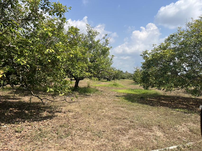 🌳 ขายสวนผลไม้ อำเภอนายายอาม จ.จันทบุรี 🌳 2