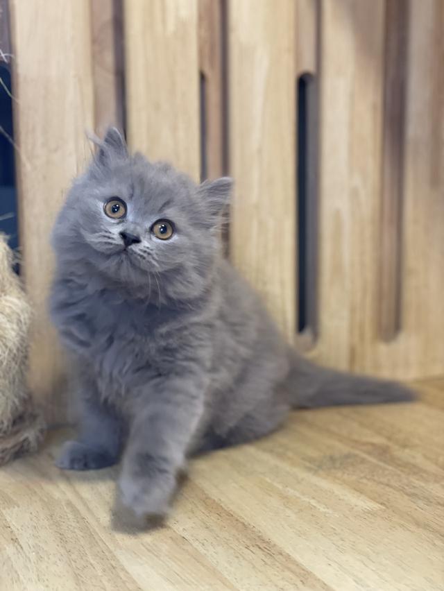 ลูกแมวมันช์กิ้น ขายาว รูปที่ 9