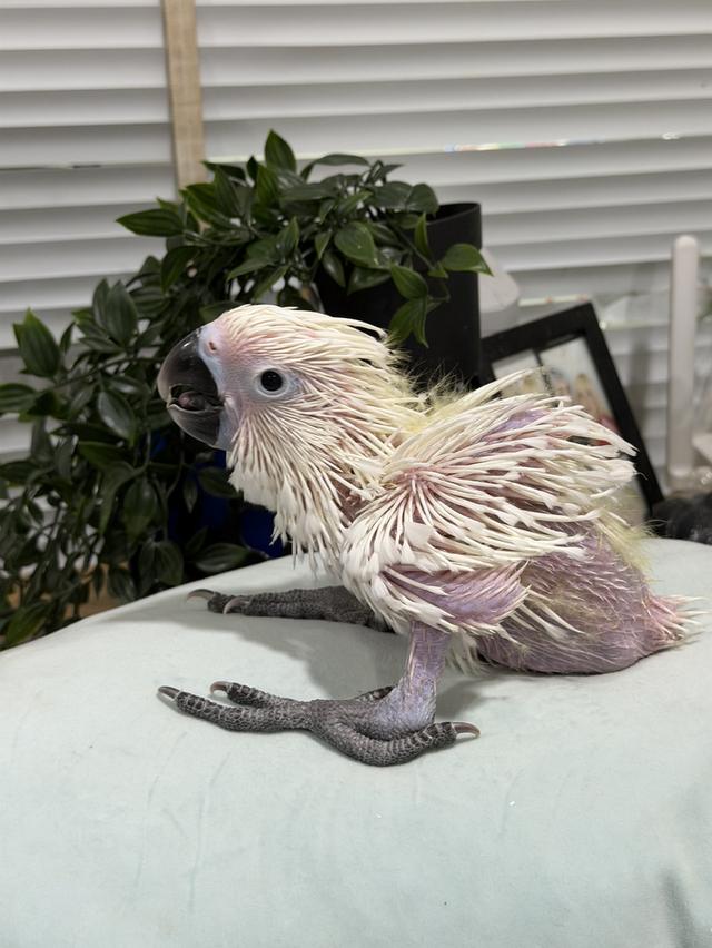 กระตั้วอัมเบลล่า Umbrella cockatoo เพศผู้ รูปย่อยที่ 4