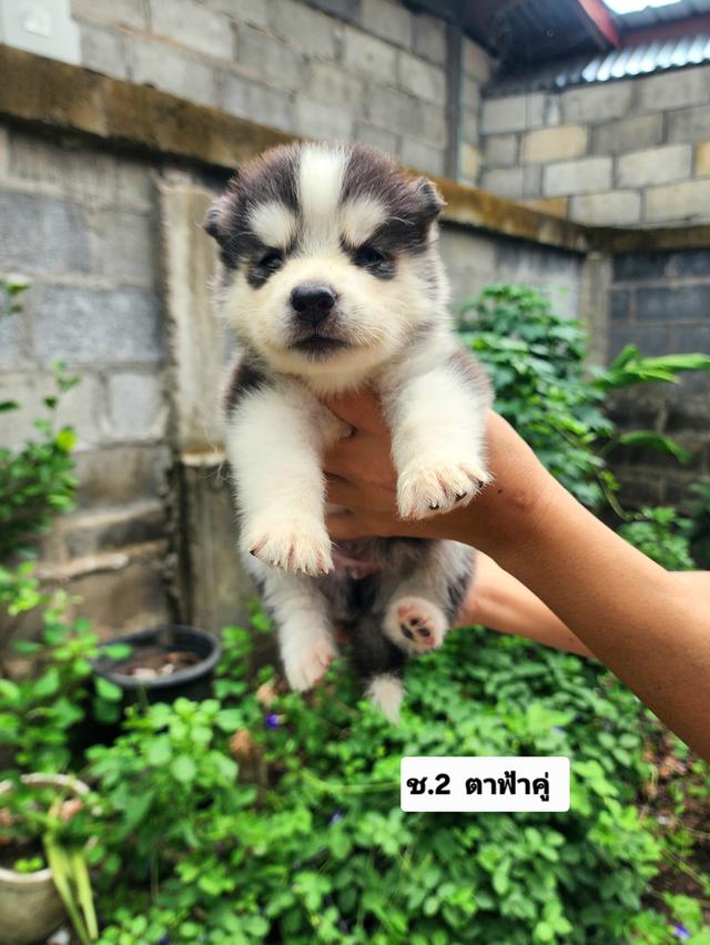 ไซบีเรียนฮัสกี้อุดรธานี รูปที่ 5