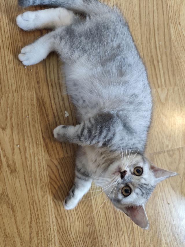 ลูกแมวสก็อตติสแท้ ผญ