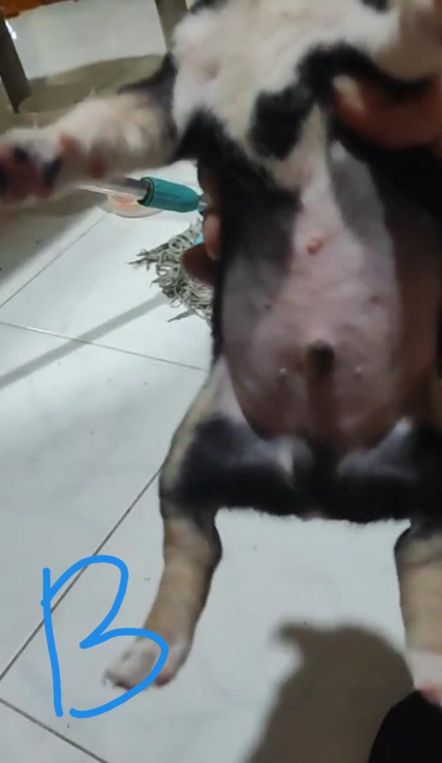 ลูกชิวาวา 6