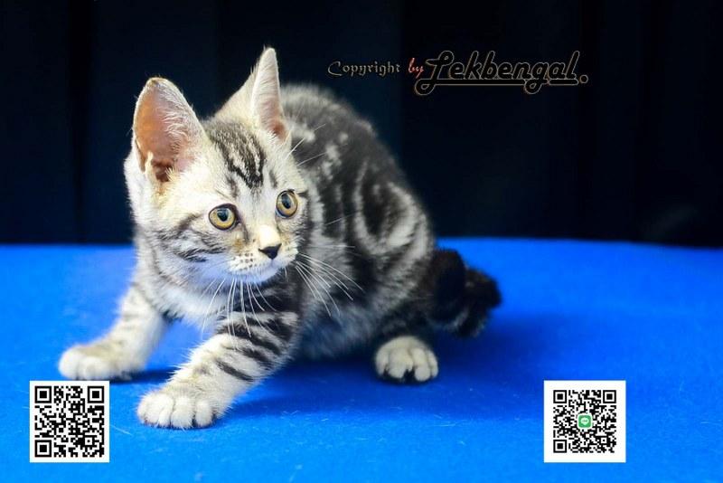 ขายลูกแมวสวยและน่ารักเพศเมีย (หุ่นกระปุกหมู) อเมริกันชอตแฮร์ รูปย่อยที่ 4