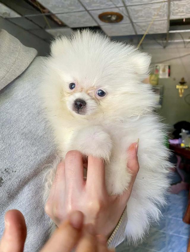 ลูกปอมเมอเรเนียน 3ด เพศหญิง แท้ รูปย่อยที่ 2