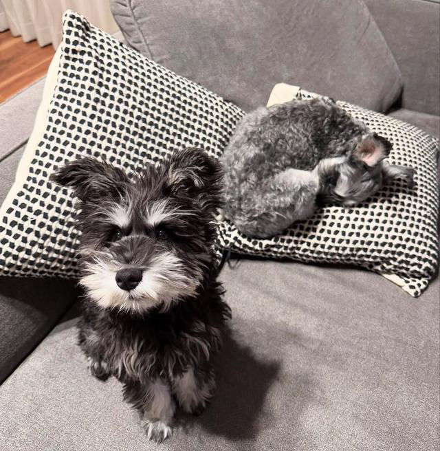 ขาย Schnauzer ทรงสวยน่ารัก ราคาดีมาก 2