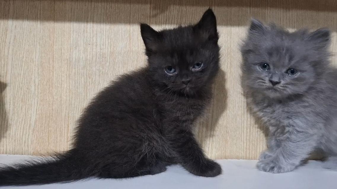 ลูกแมวบริติช British Shorthair , British Longhair รูปที่ 8