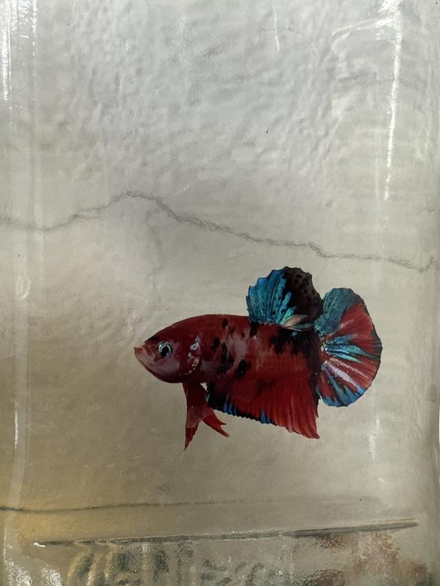 ปลากัดสวยงาม ปลากัดหม้อ ปลากัดประจำชาติ รูปที่ 2