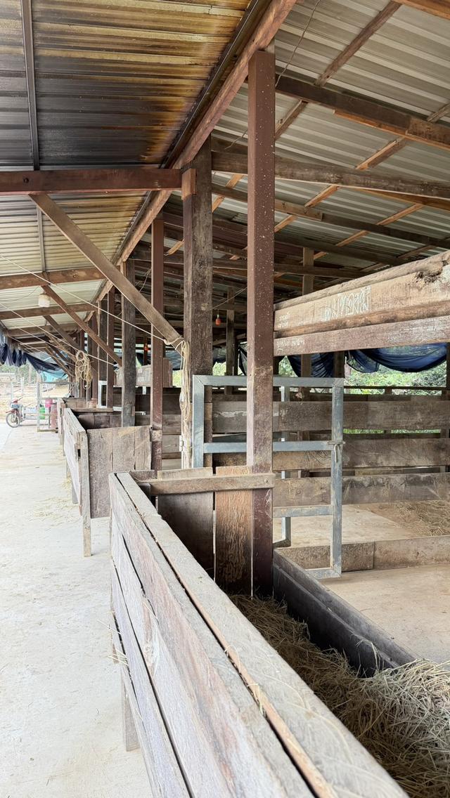 🏡ขายบ้านพร้อมที่ดิน 5 ไร่ — ทำเลทองบ้านสาวะถี จ.ขอนแก่น 7