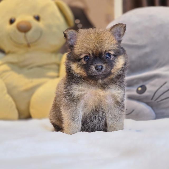 น้องชาโคลปอมชิเพศเมีย