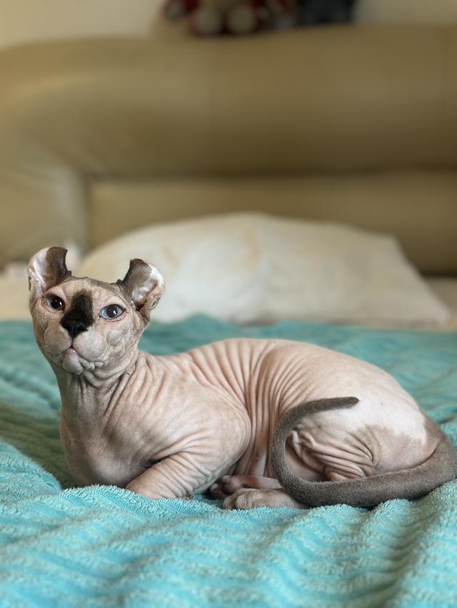 ethical elf sphynx cats for sale raised with love and care รูปย่อยที่ 2