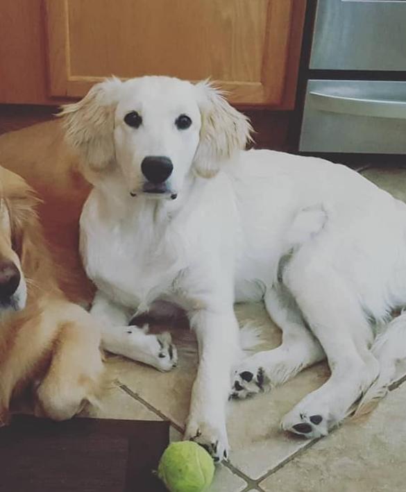 White Golden Retriever หาบ้านใหม่ด่วน