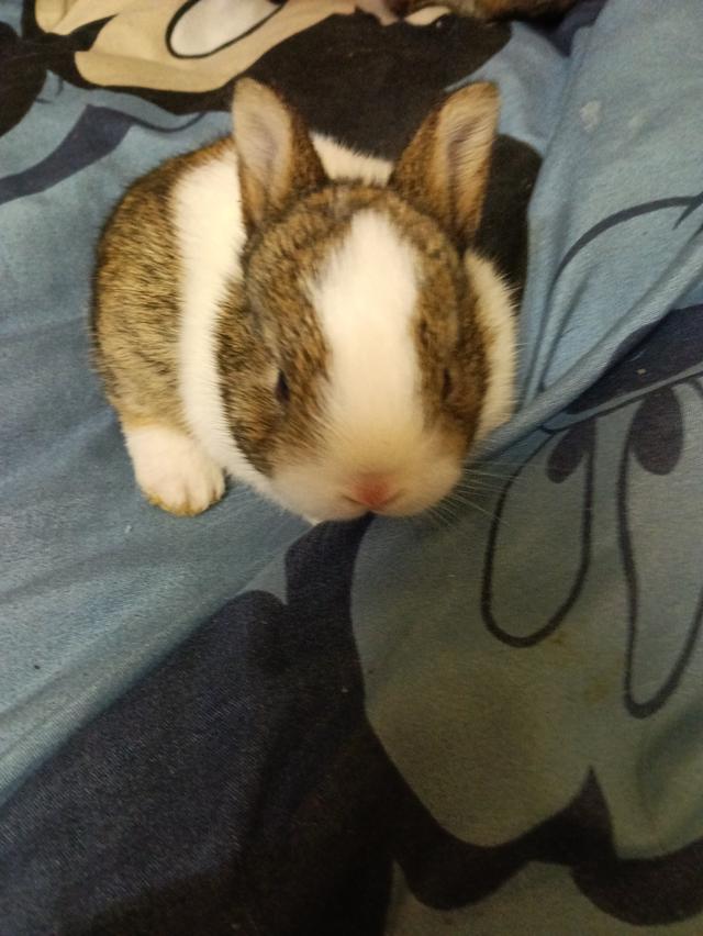 ขายกระต่ายค่ะราคาถูกคนกันเองส่งฟรีเเถวกรุงเทพ รูปที่ 5