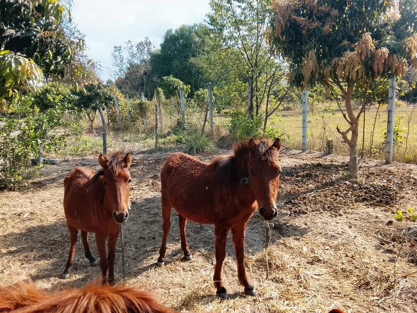 ม้า ผู้เมีย แพคคู่ ราคาถูก รูปที่ 4