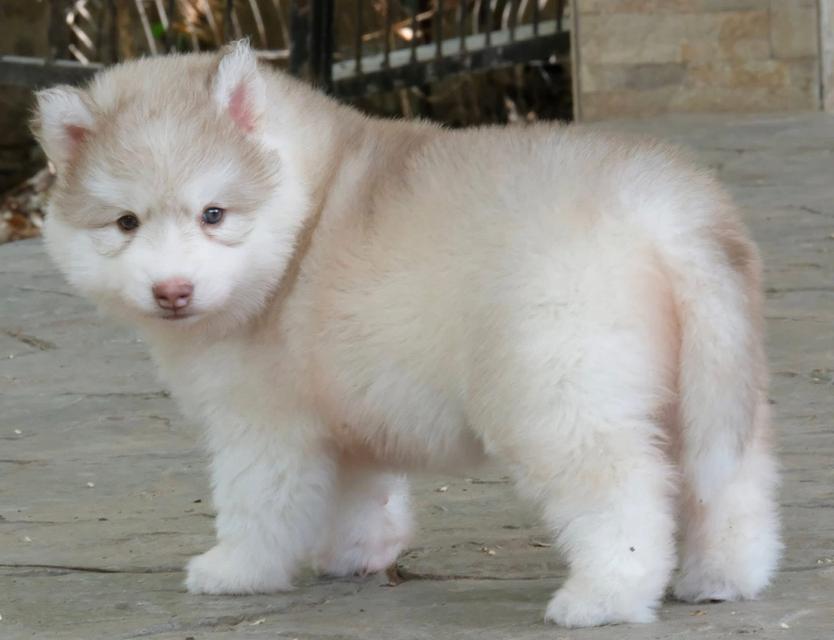 Siberian Huskies in Thailand - All Colors Available รูปที่ 7