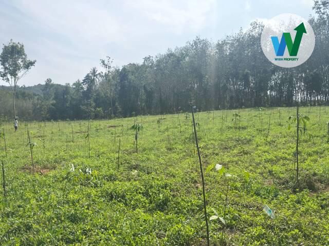 ขายสวนยางพาราแปลงใหญ่ในควนขนุน ใกล้สำนักงานที่ดินจังหวัดพัทลุงสาขาควนขุนน 7