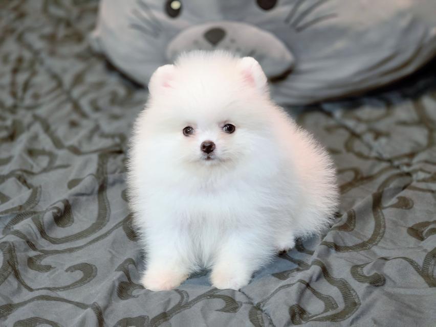 น้องปุยนุ่นปอมขาวพันธุ์แท้ฟอร์มสวยมากสินสอดเบาๆ