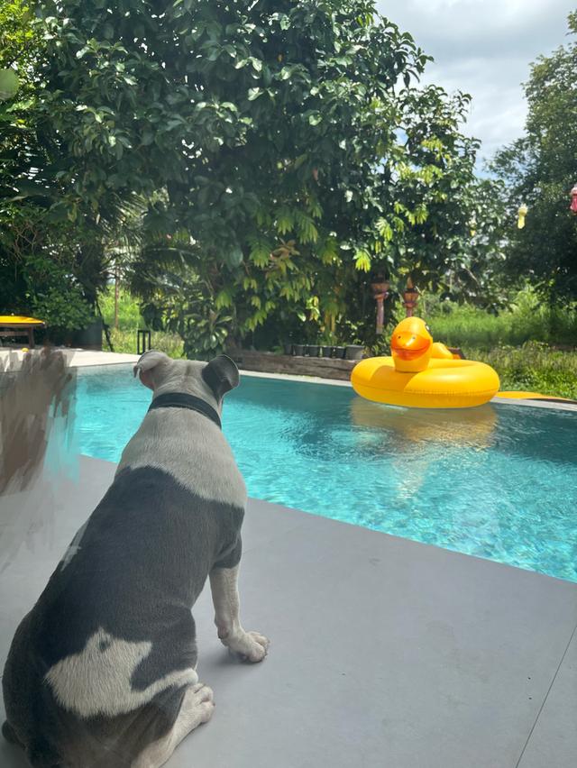 หาบ้านใหม่ให้บุลล็อก (American Bulldog) เพศผู้ อายุ 1 ปี — น้องร่าเริงและพลังเยอะมาก (เชียงใหม่) รูปที่ 3