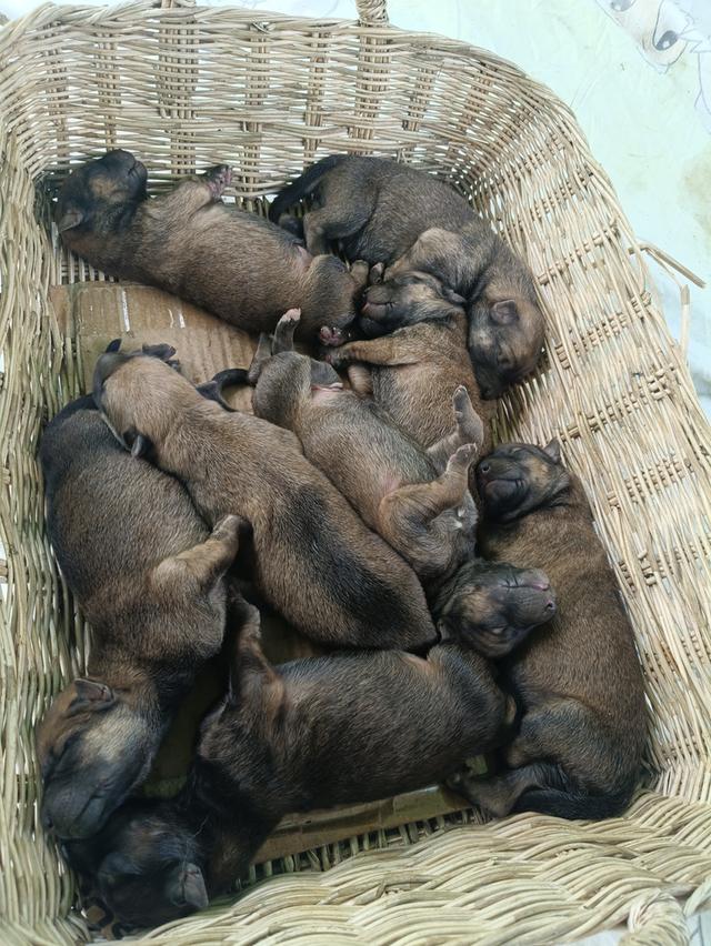 ลูกเยอรมันเชพเพิร์ด