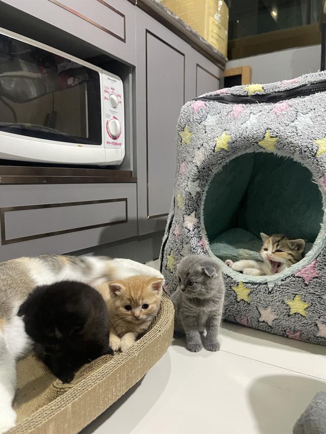 ลูกแมว British Shorthair + Scottish Fold