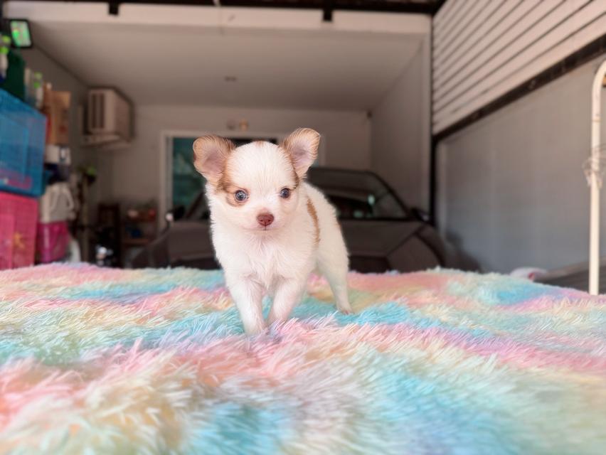 ชิวาวาผสมปอม เพศผู้ พิกัดรามอินทรา