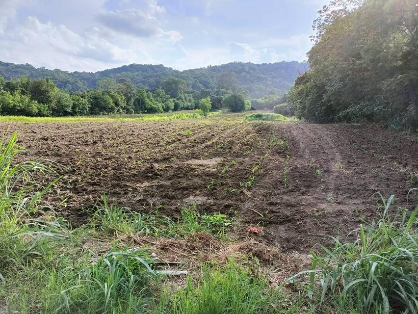 ที่ดินปากช่อง ต.พญาเย็น จ.นครราชสีมา 8