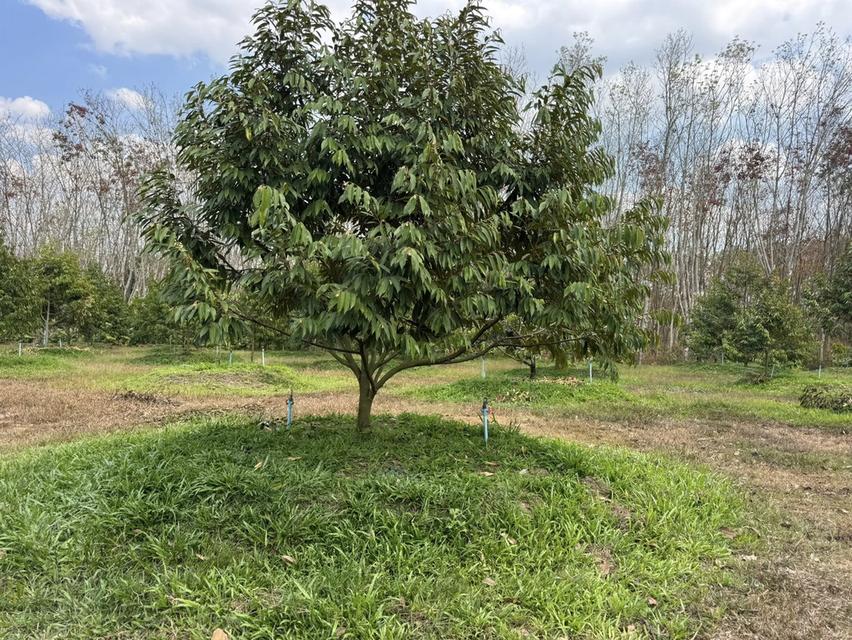 สวนทุเรียนจังหวัดระยอง เนื้อที่ 8 ไร่ 3 งาน 9 ตรว ราคาไร่ละ1,000,000 บาท ต.ชำฆ้อ อ.เขาชะเมา จ.ระยอง เขตติดต่อ อ.แกลง จังหวัดระยอง พื้นที่สวยทำเลดีมาก 5