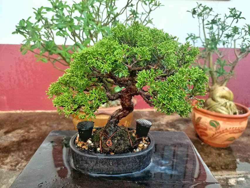 รูป Itoigawa shimpaku bonsai และ kade maple bonsai 2
