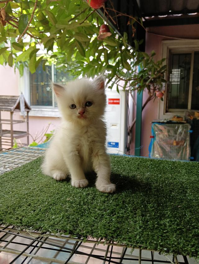 สก็อตติช ผู้หญิง น่ารัก จอมชน