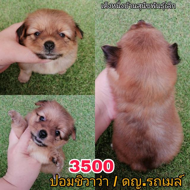 ด่วน!! 4500 ลดเหลือ 3500 ปอมชิวาว่า . พร้อมย้าย