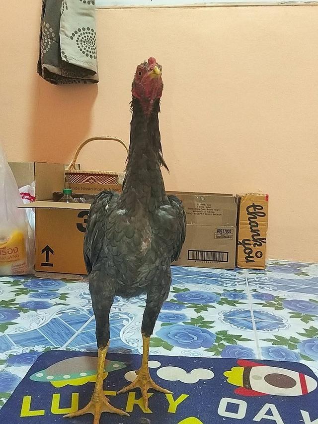 ไก่เชิงก๋อยทุบหลังไก่ 3 เดือน 7