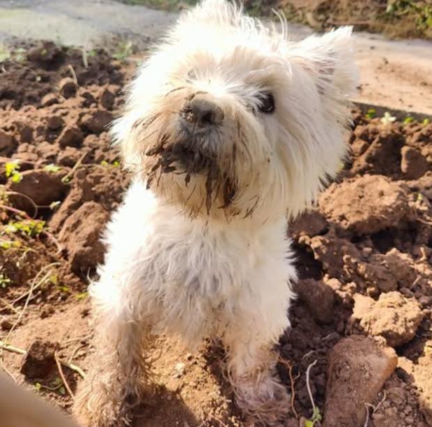 West Highland White Terrier แท้ ขนสวย