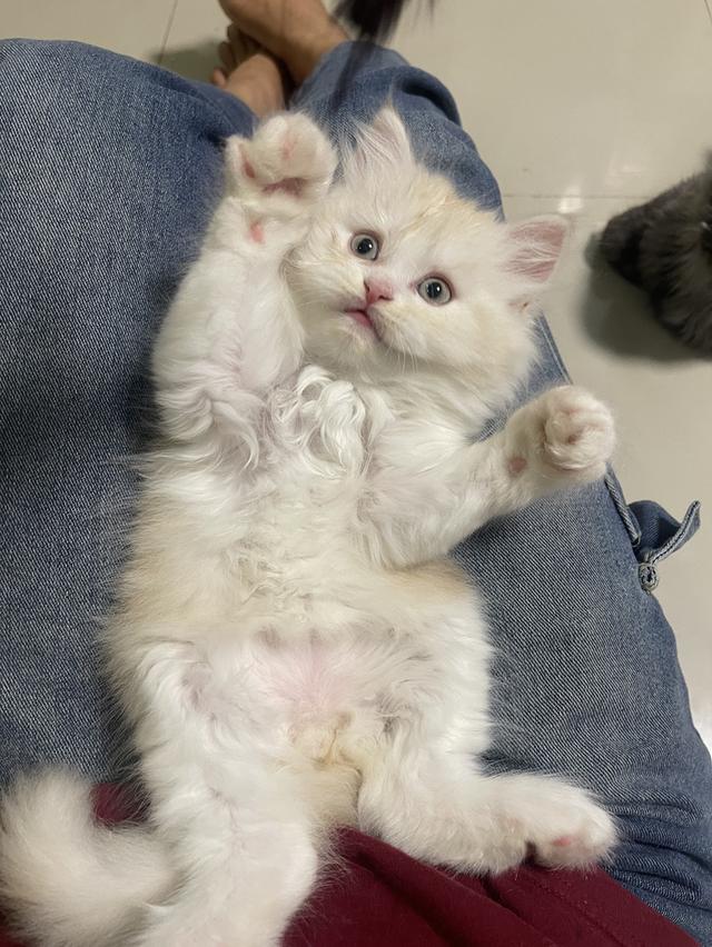 เปิดจองเด็กชายส้ม(สก๊อตติชโฟผสม) รูปที่ 14