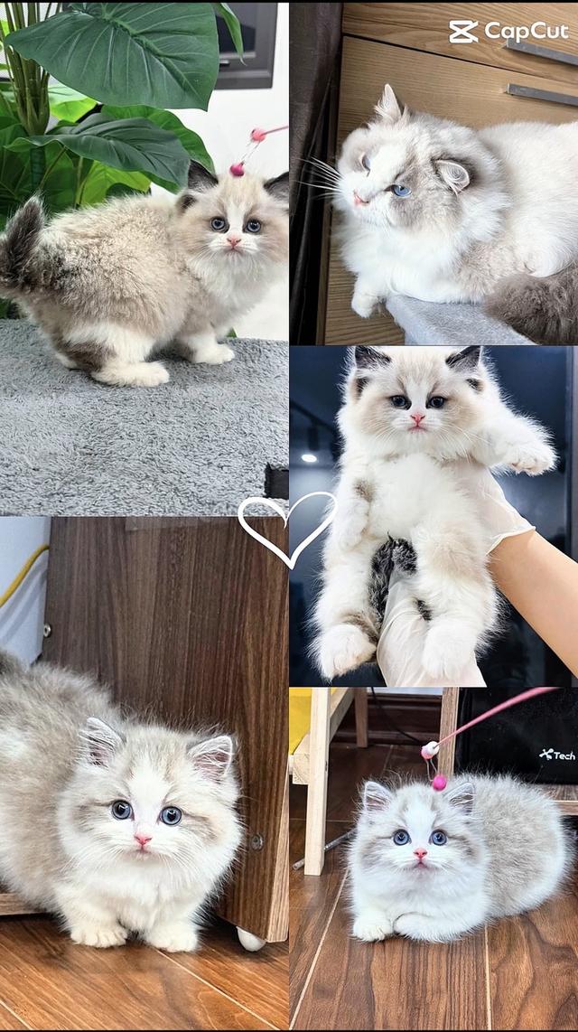 แมวแร็กดอล ฟาร์มแมวล้ายดีดี  กทมแวะมาดูน้องๆได้ค่ะ รูปที่ 2
