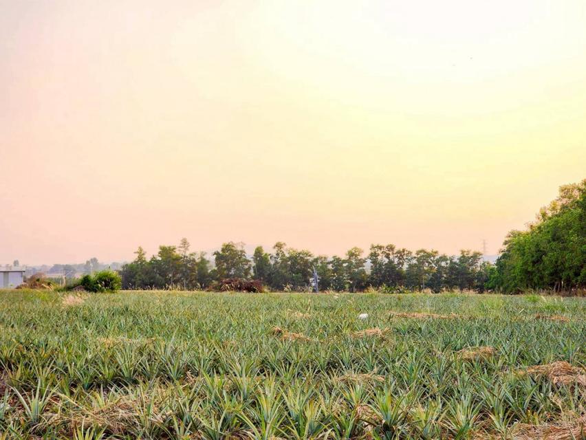 ขายที่ดินอุตสาหกรรมศักยภาพสูง | ปลวกแดง – ระยอง เนื้อที่รวม 53-3-63.9 ไร่ 6