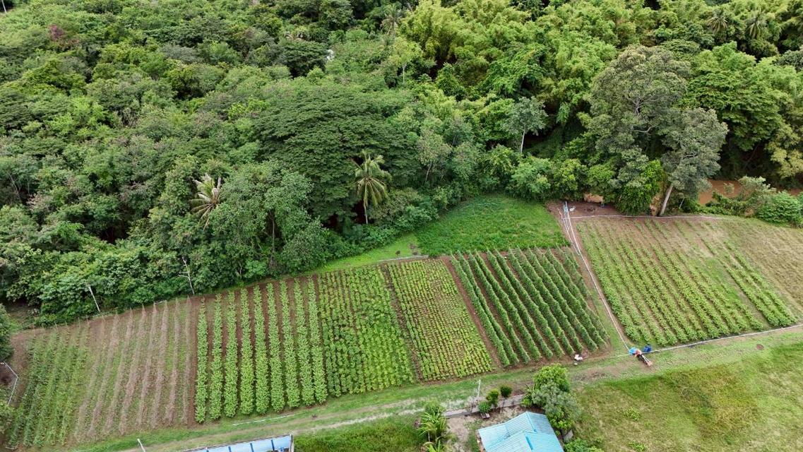 ที่ดินติดริมน้ำวิวเขาปากช่อง.( 3-3-12 ไร่.)( 5,500 บ./ตร.วา )  | ( น.ส.3ก ) หายาก ราคาพิเศษ!!  8