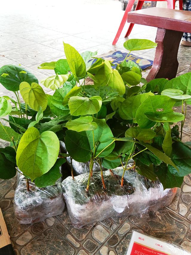 ต้นชูปาชูป้า ไม้ผลจากอินโด รสชาติหวานหอม มีเส้นใย ต้นพันธุ์แข็งแรงพร้อมปลูก รูปย่อยที่ 3