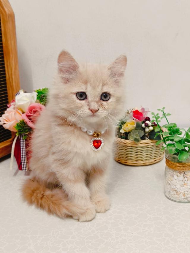 แมว scottish ขนยาว สีขาว รูปที่ 2