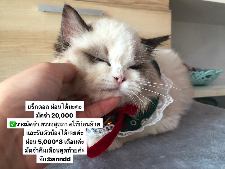 แมวแร็กดอล เด็กผู้หญิง3เดือนผ่อนได้