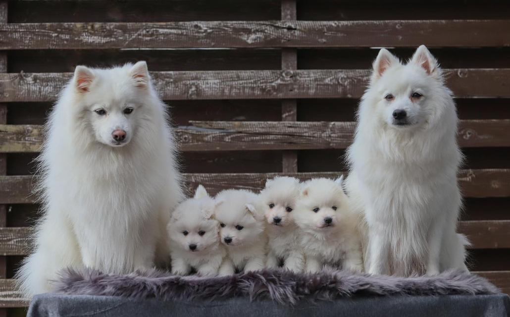 Japanese Spitz puppies WhatsApp me : ( +63 985 762 7466 ) 2