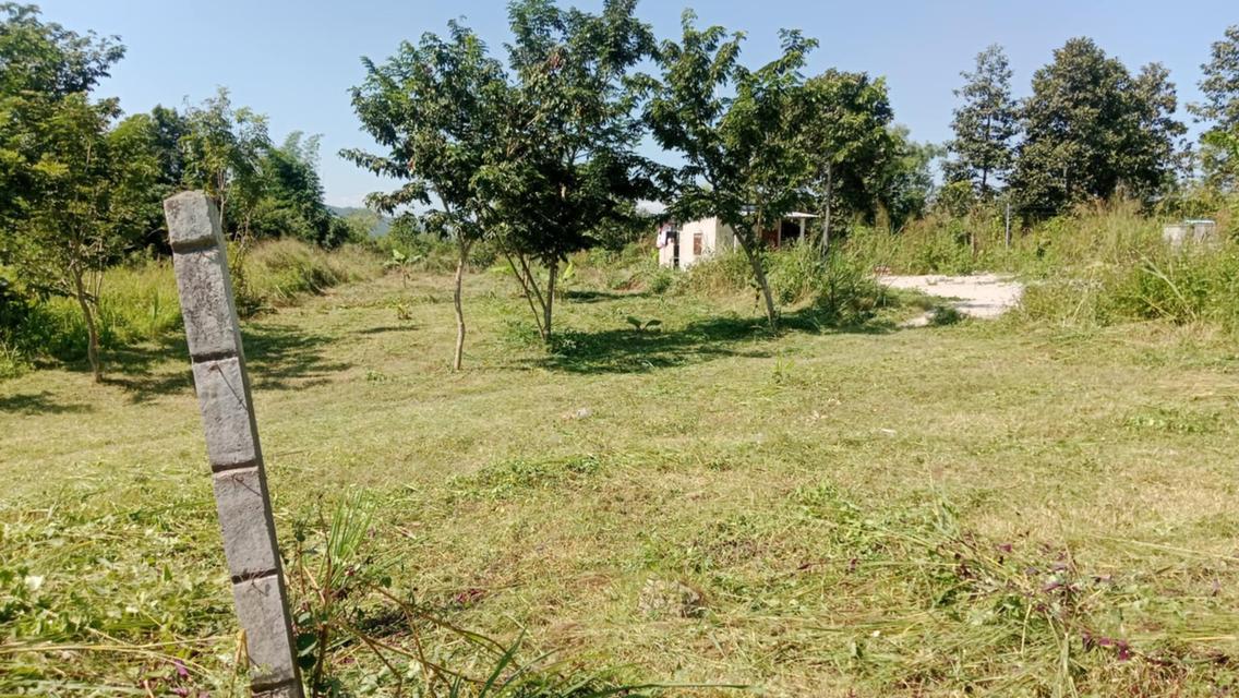 📣 โอกาสทอง! ที่ดินเกือบ 2งาน 270,000บาท ทำเลดี อ.เมืองลำพูน ราคาสุดคุ้ม! 🏡✨ 3