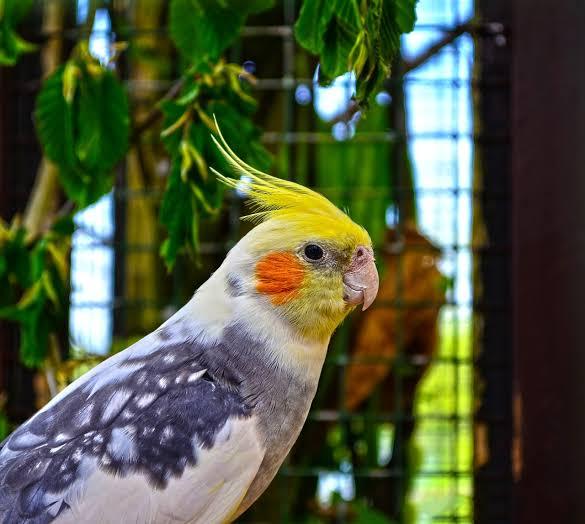 นกค๊อกคาเทลสีเทา (Grey Cockatiel) 2