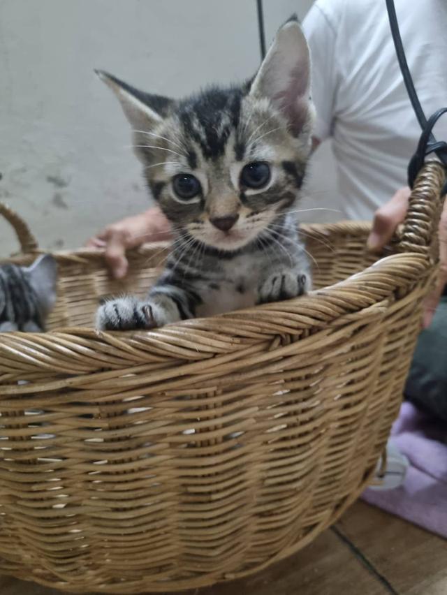 ขายน้องแมวอเมริกันชอตแฮร์อายุสองเดือนจำนวยเก้าตัวยกหรือแยกได้ครับติดต่อเบอรฮ์โท0909549597